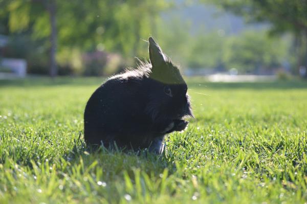 /Images/uploads/Humane Society of Utah/HSUCalendar/entries/848thumb.jpg